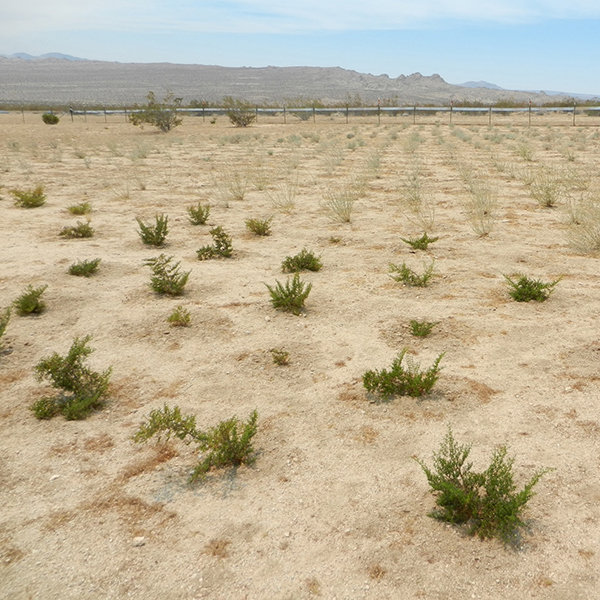 Larrea seedlings