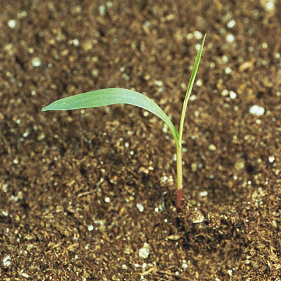 Johnsongrass seedling